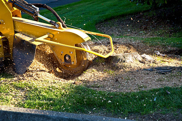 Best Lawn Grading and Leveling  in Lake Lure, NC