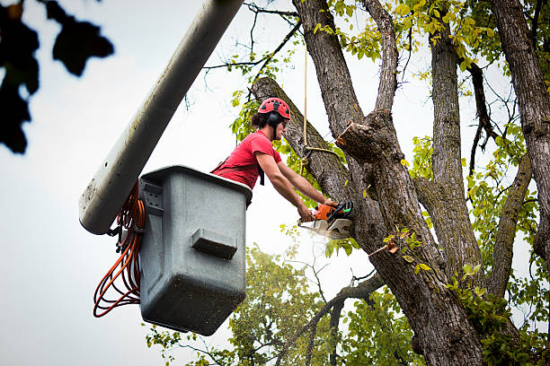 How Our Tree Care Process Works  in  Lake Lure, NC