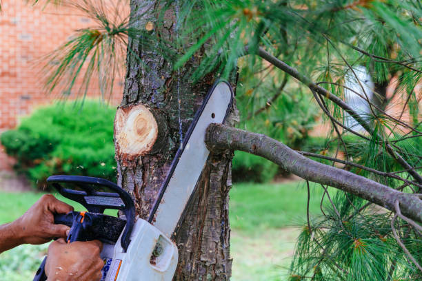 Best Tree and Shrub Care  in Lake Lure, NC